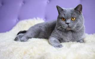 Лечение британских кошек