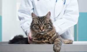 Рвота у кота после кастрации: причины, чем помочь