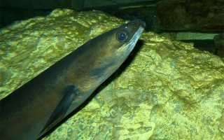 Семейство угревые, или пресноводные, угри (Anguillidae)