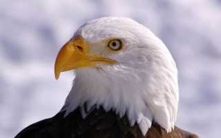 Белоголовый орлан (EN: Bald Eagle) Ястреб обои, картинки, скачать 46 обои на рабочий стол. Красивые бесплатные фото животных для рабочего стола