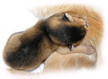 Абиссинские котята