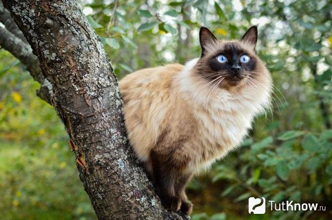 Балинезийская кошка на дереве