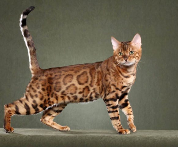 Бенгальский кот