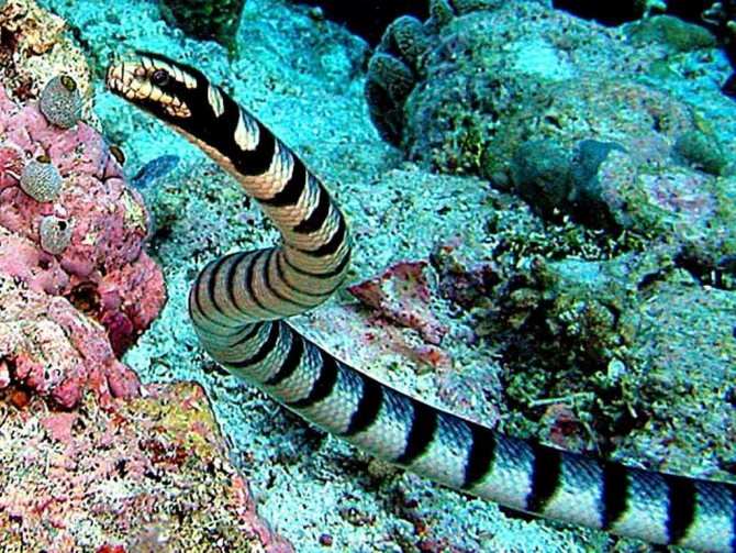 Большой плоскохвост или морской крайт