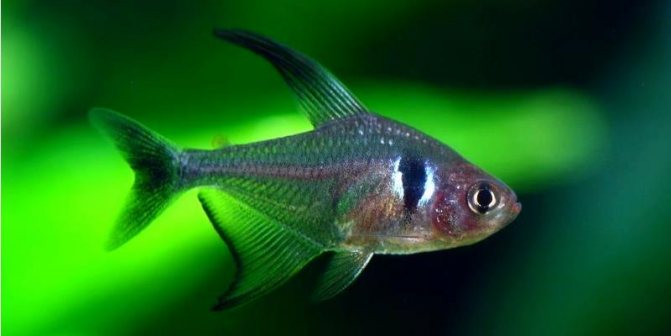 Черный фантом (H. megalopterus) самец, внешний вид, отличие