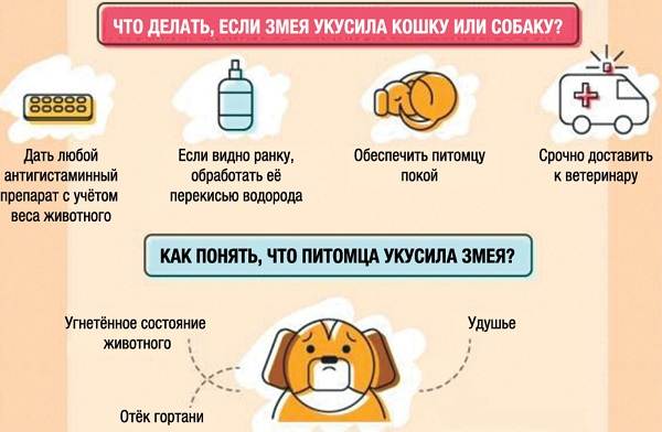 Что-делать-если-собаку-укусила-змея-5