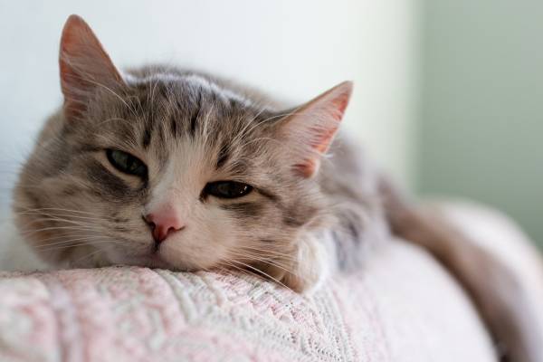 Что делать если у кота болит горло