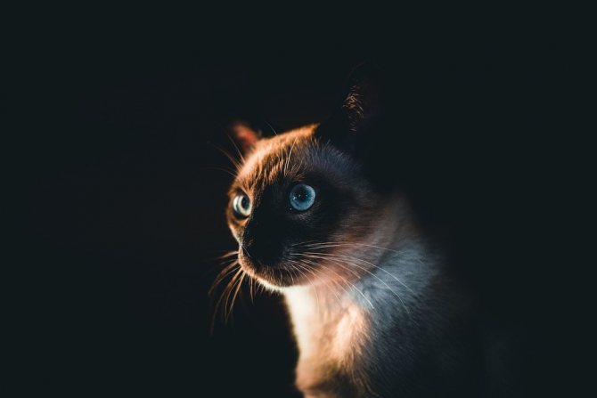 Имена для сиамских кошек и котов