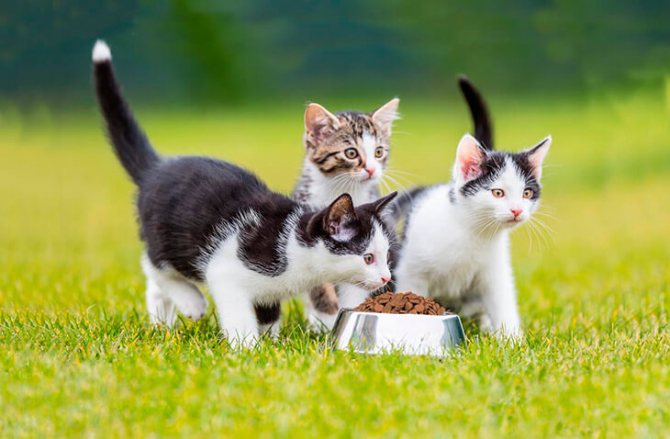 Как и чем правильно кормить котят и кошек?
