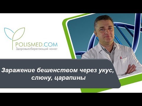 Как передается бешенство от кошки