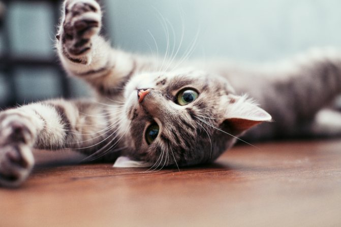 Как познакомить кошку с людьми