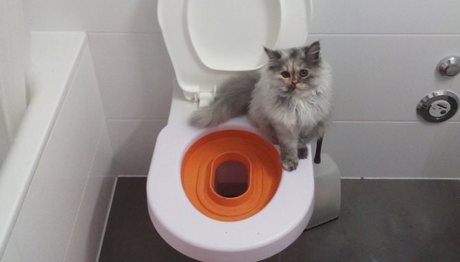 Как приучить к туалету взрослую кошку