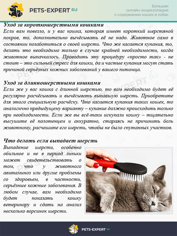Как ухаживать за шерстью кошки