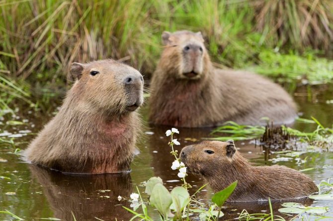 капибары в воде