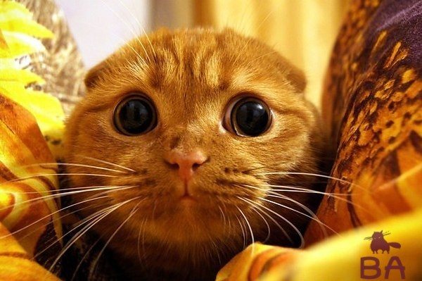 кошка боится