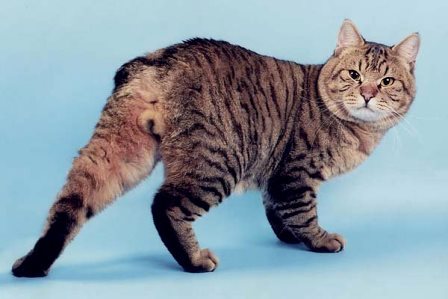 Кошка курильский бобтейл