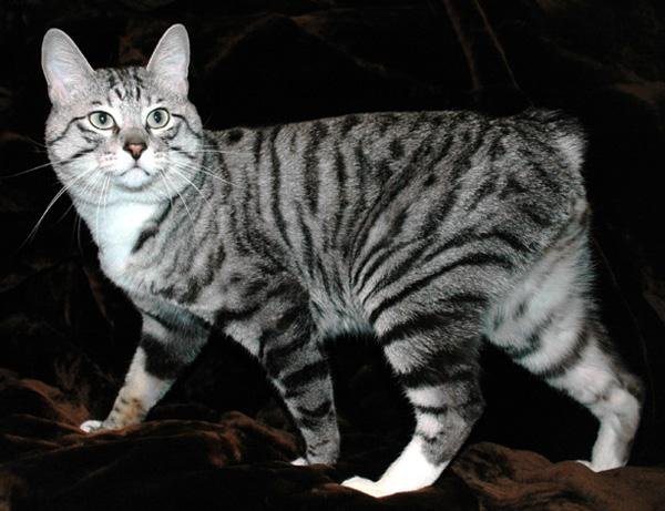 Кошка курильский бобтейл
