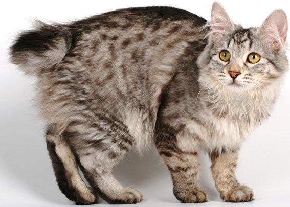 Кошка курильский бобтейл