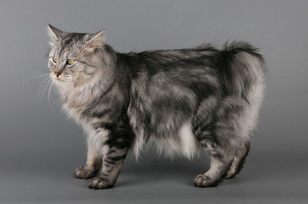 Кошка курильский бобтейл