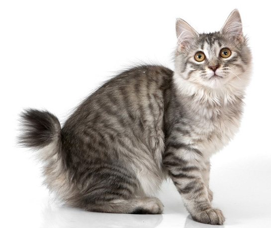 Кошка курильский бобтейл