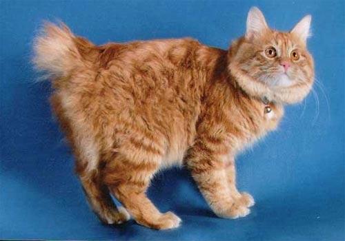 Кошка курильский бобтейл