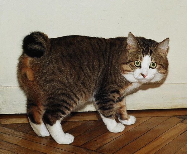 Кошка курильский бобтейл