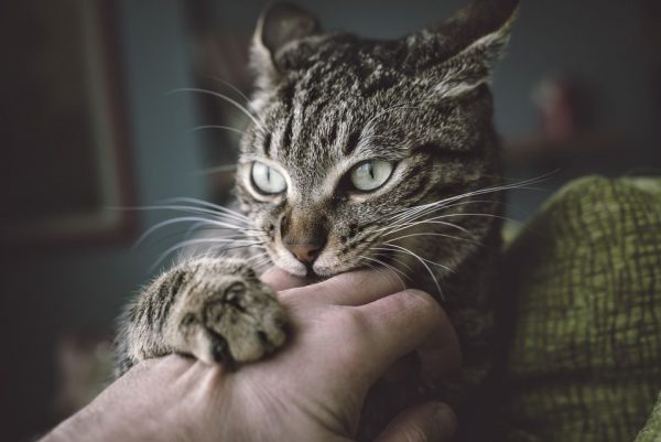 кошка кусает руку