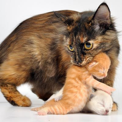 Кошка наказывает котенка