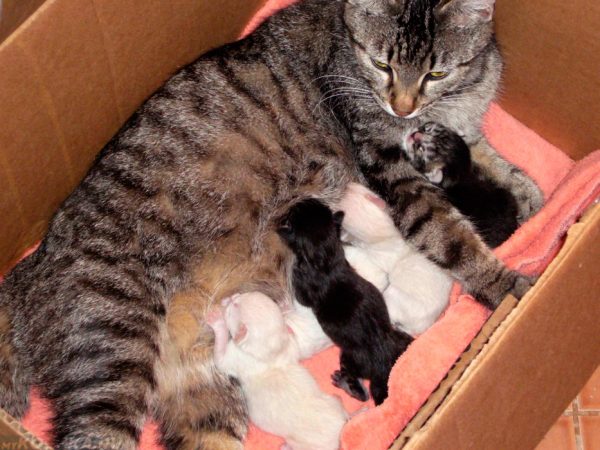 кошка с котятами в коробке