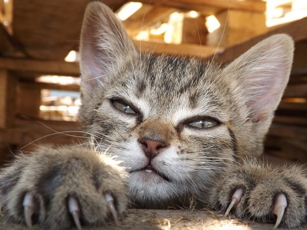 Кошка с нестрижеными когтями