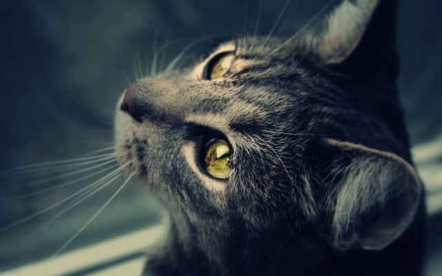 Кошка смотри вверх