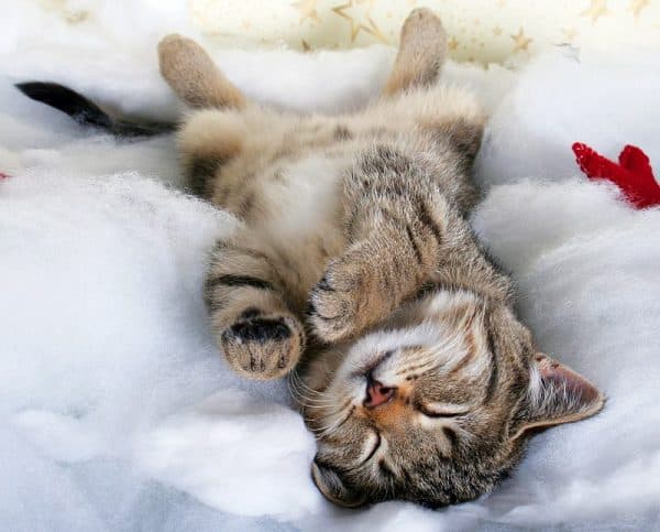 Кошка спит на спине причины