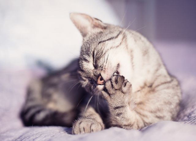 Кошка умывается