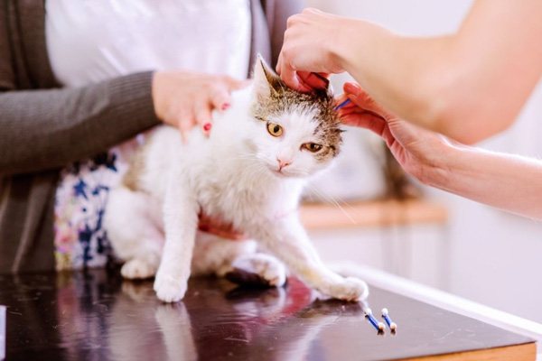 кошке чистят уши