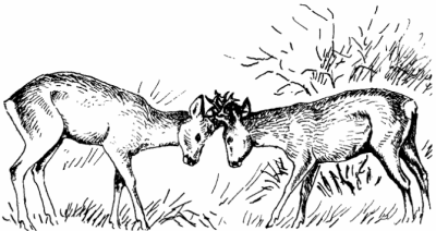 Косуля