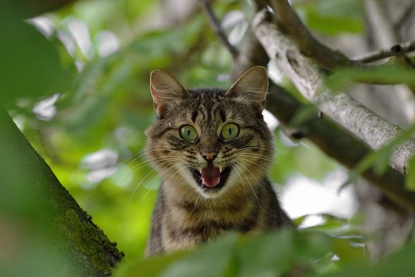 Кот орет по ночам что делать