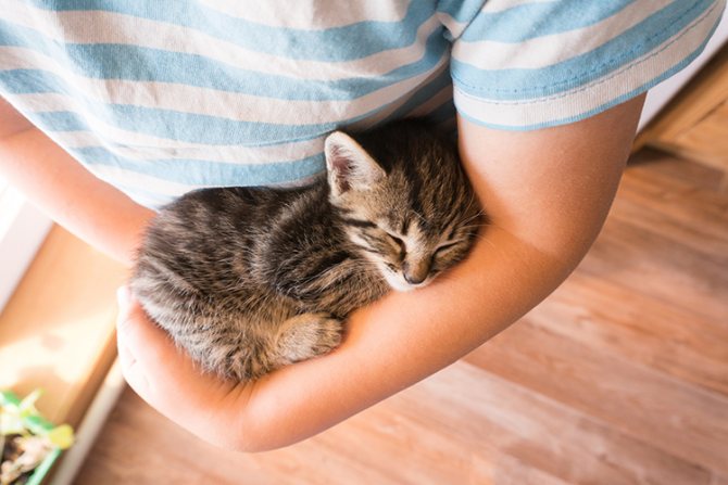 Котенок кричит по ночам