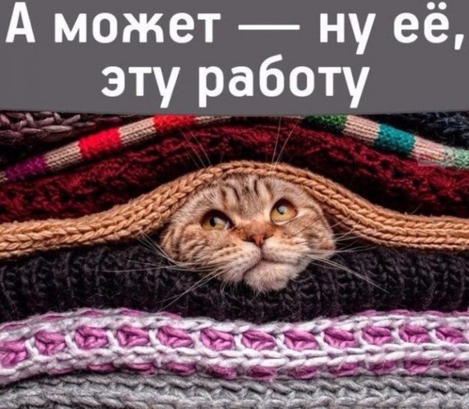 коты/3085196_DFnPJ9TmVow (700x609, 117Kb)