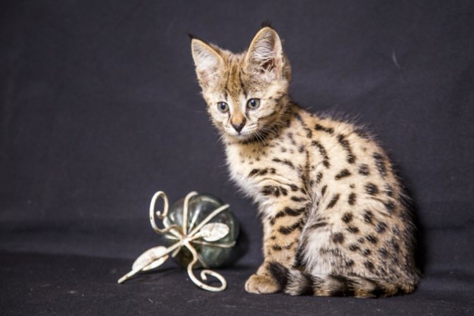 Маленький котенок саванны с игрушкой
