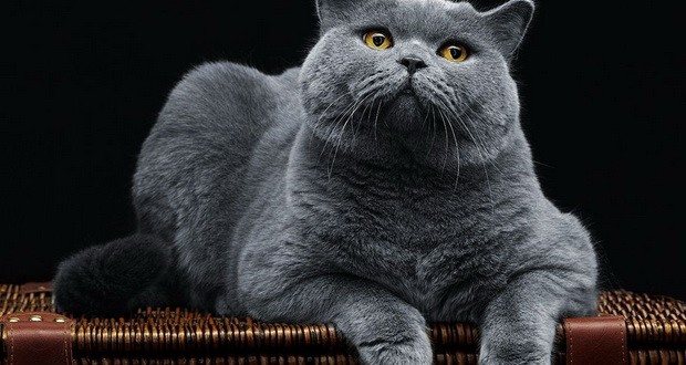 Можно ли кормить кота консервами и как это правильно делать