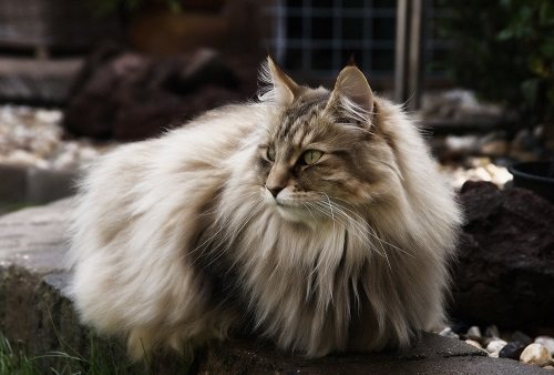Норвежская лесная кошка фото
