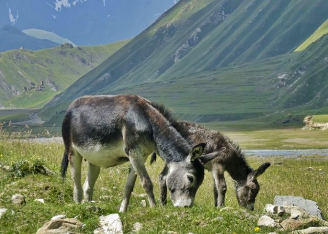 ослы на кавказе