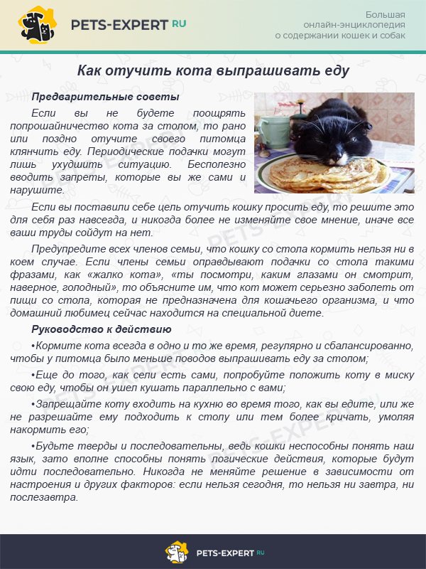 Отучаем кота выпрашивать еду