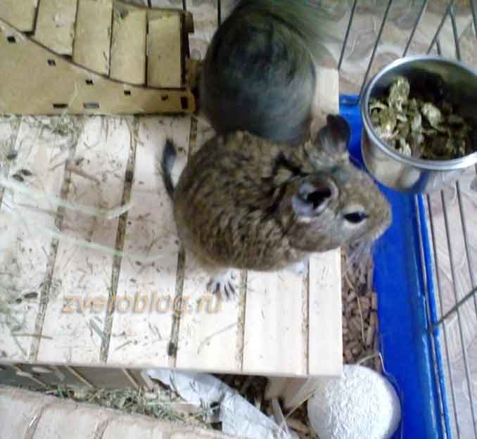 Пара дегу - история содержания грызунов