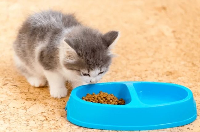 переход котенка на сушку