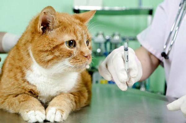 первая вакцинация котенка