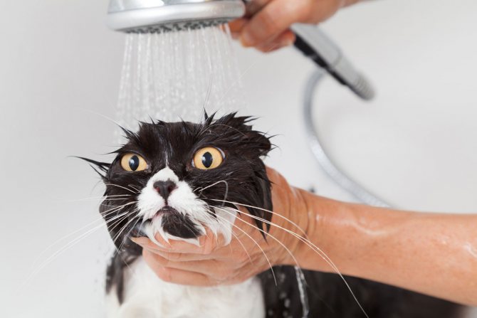 Почему кошки боятся воды?