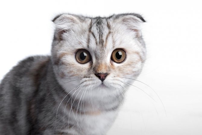 Почему кошки прячут своих котят. Почему кошка переносит котят и прячет в другое место