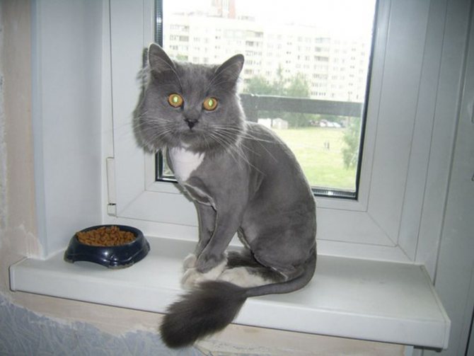 Подстриженный кот