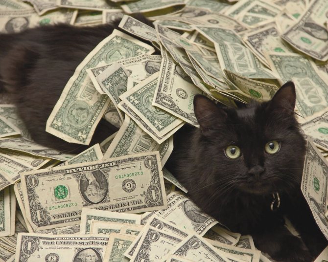 Приметы о черных котах и кошках